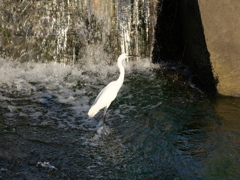シロサギ