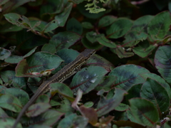 休憩中のカナヘビ