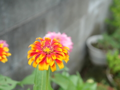 綺麗に咲いた