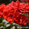 URAWA RED DIAMONDS.