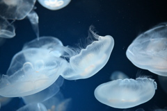 海月