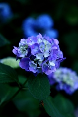紫陽花(再投稿)