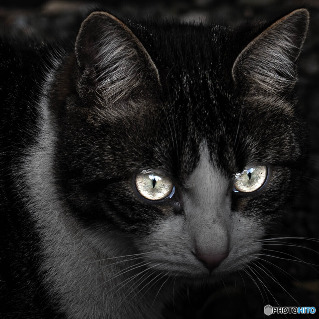 Cat's Eyes
