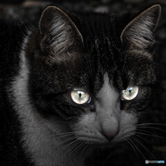 Cat's Eyes