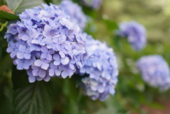 紫陽花