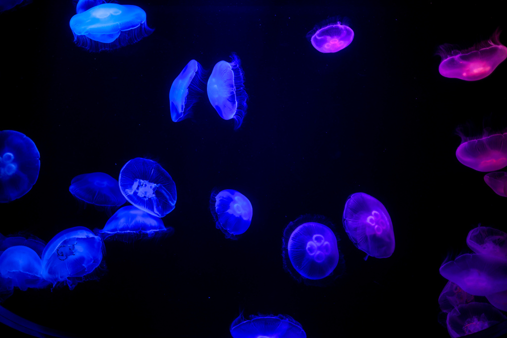 marine world