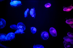 marine world
