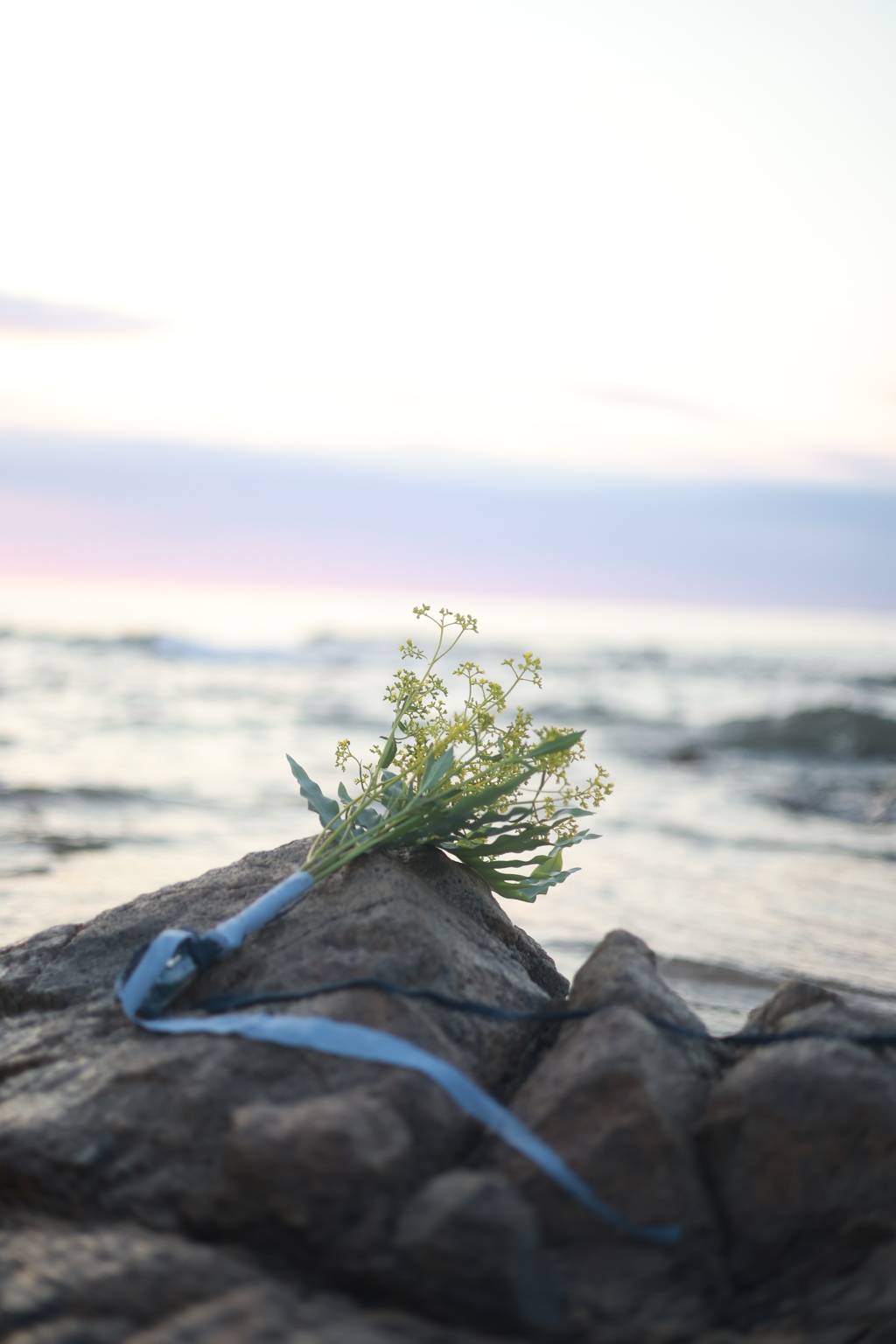 summer sunset & flower
