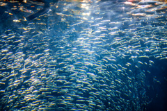 marine world