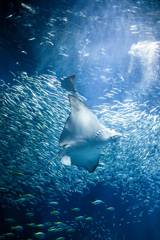 marine world