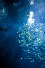 marine world