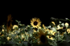 Night sunflower