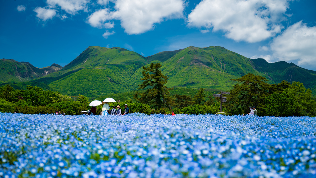久住高原のネモフィラ