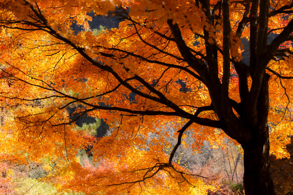 朝日で輝くもみじ
