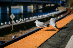 電車待ちのかもめ