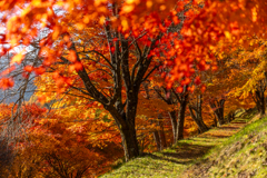 朝日に照らされた紅葉の小道