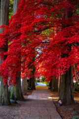 茅野の紅葉寺