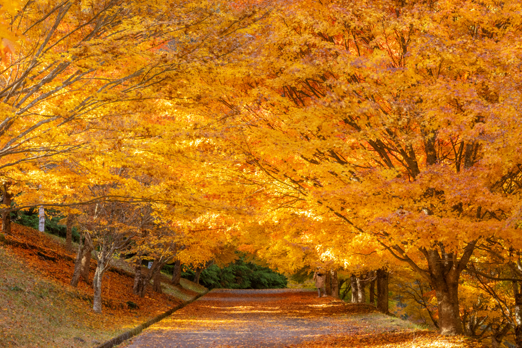 紅葉の回廊