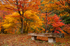 紅葉を楽しむベンチ