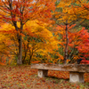 紅葉を楽しむベンチ