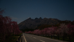 夜桜と根子岳