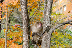 紅葉の上高地に住んでいる美人猿