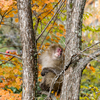紅葉の上高地に住んでいる美人猿