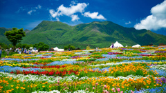 くじゅう連山を眺める花畑