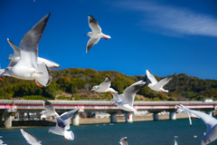浜名湖のかもめたち