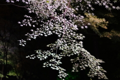 円通院紅葉ライトアップ