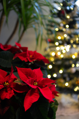 12月10日水曜の午前