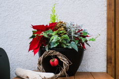 まつぼっくりとポインセチア②