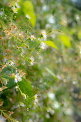 雨上がりの花たち