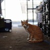 野良猫
