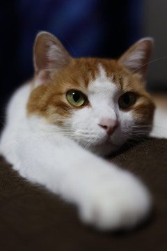 にゃんこ