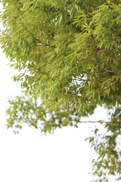 公園スナップ
