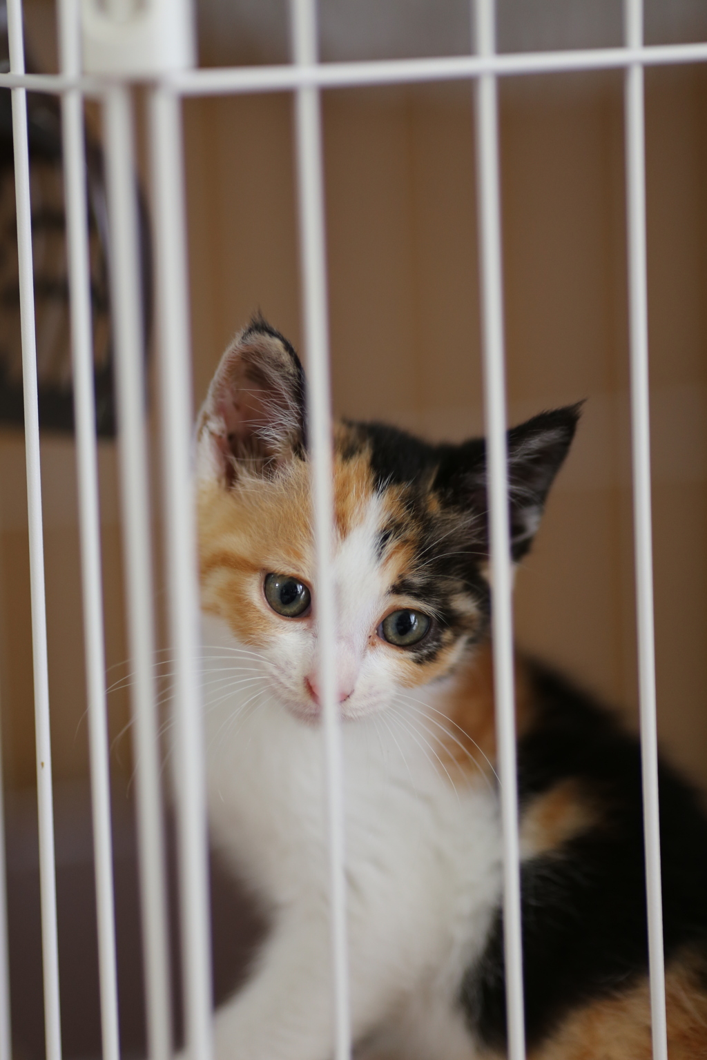 保護猫ららちゃん