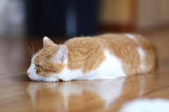 お兄ちゃん猫　りゅう