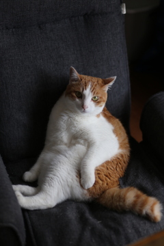 その格好でいいのかにゃ？