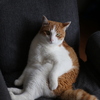その格好でいいのかにゃ？