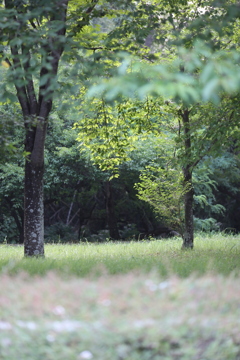公園スナップ