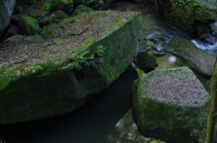 IMGP3889