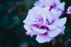 ケルナー・カーネヴァル