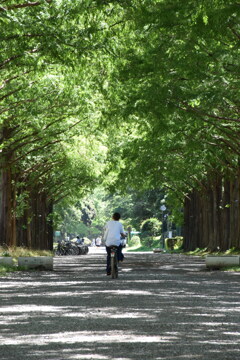 木漏れ日のサイクリングロード