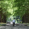 木漏れ日のサイクリングロード