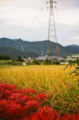共生