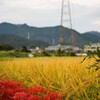 共生