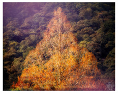 フレンドリーな木