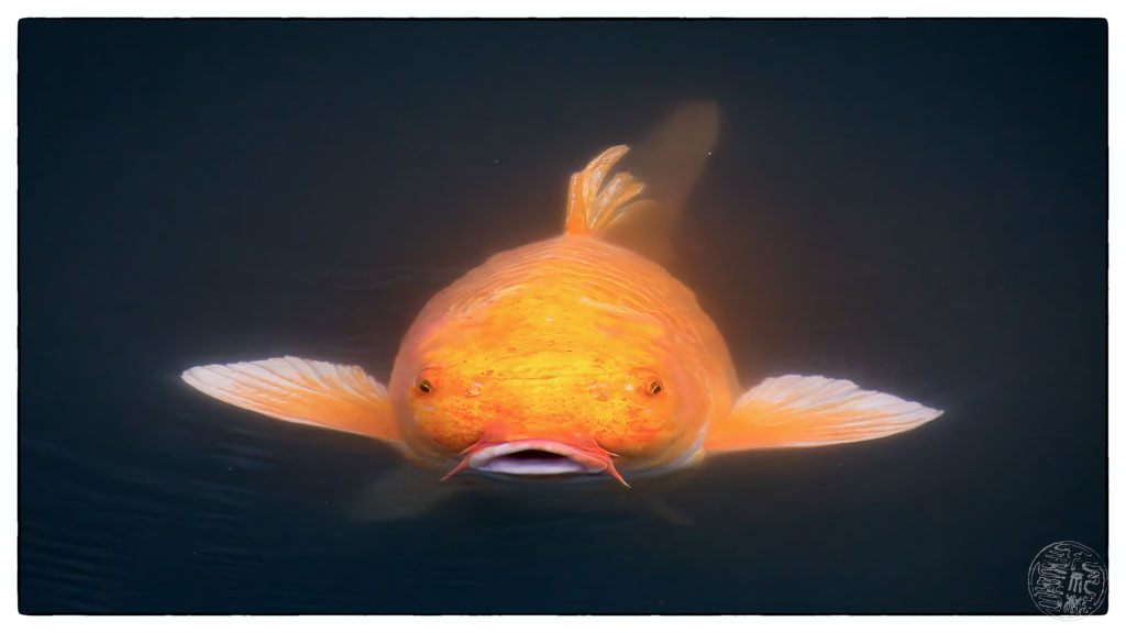 魚