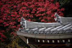 聖地の魔法の赤